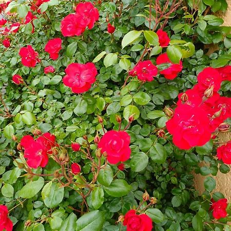 La Maison Des Roses Chadrac Εξωτερικό φωτογραφία